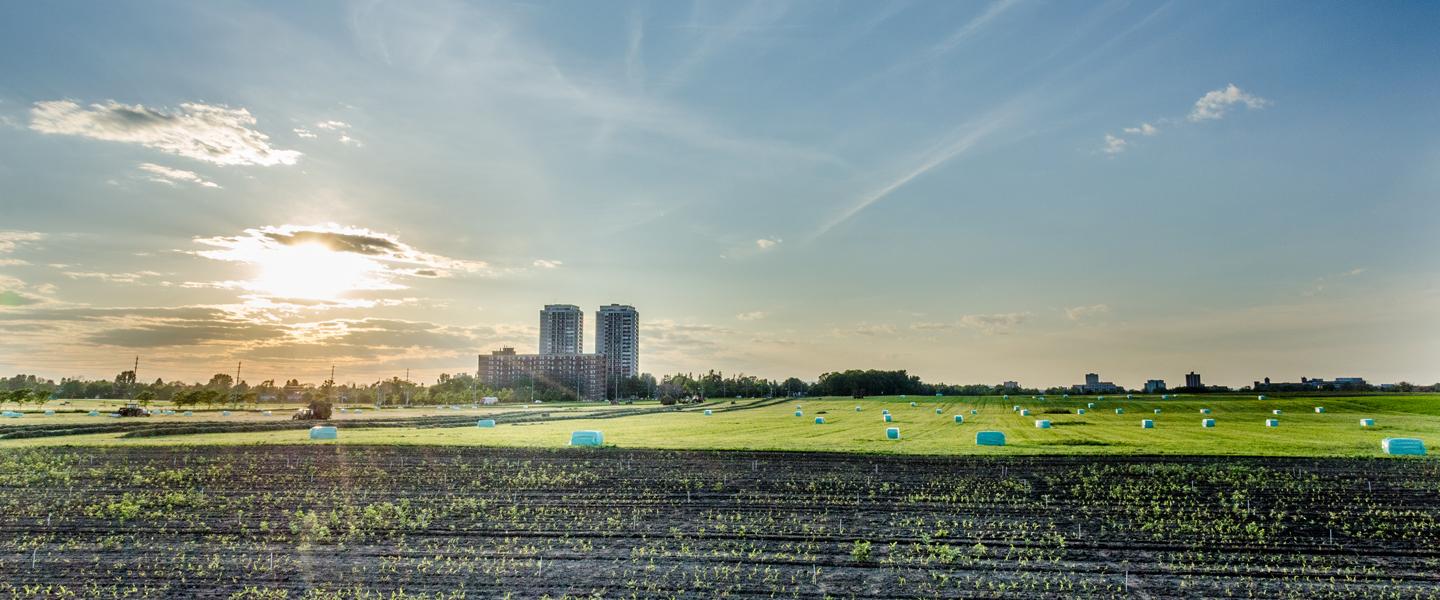 City farm Ottawa