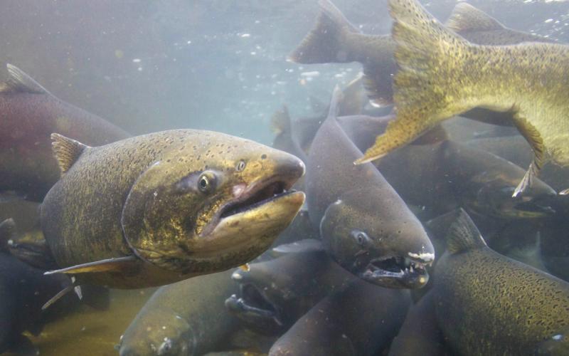 Chinook salmon swimming in a river