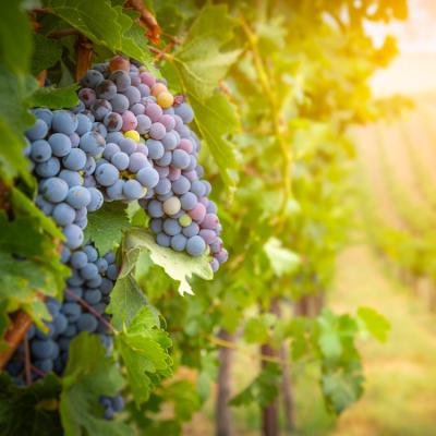 A close-up of a mature bunch of grapes growing on a vine with the vineyard and sun in the background.